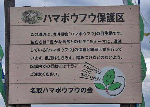 ハマボウフウ保護区の看板