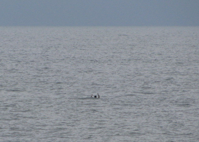 訓練のため海に転落した人が手を振っている