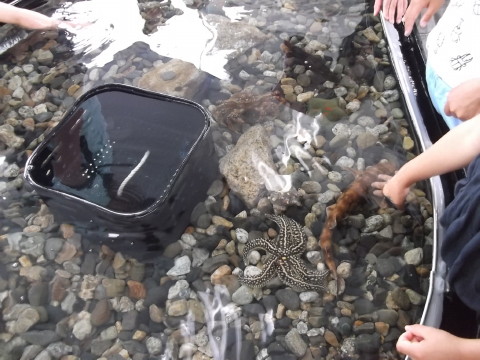 アクアマリン福島の移動水族館が来ていた
