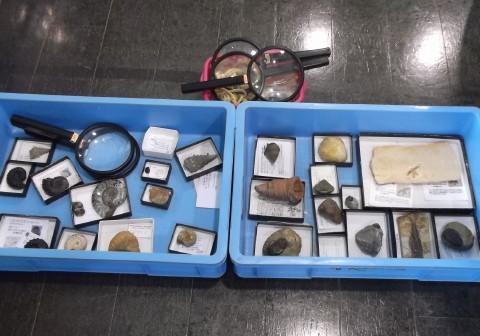 いろんな化石の展示