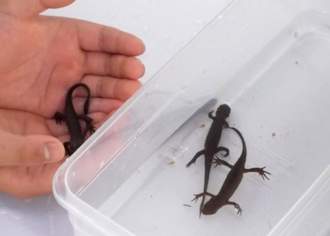 「移動昆虫館」でイモリに触れる