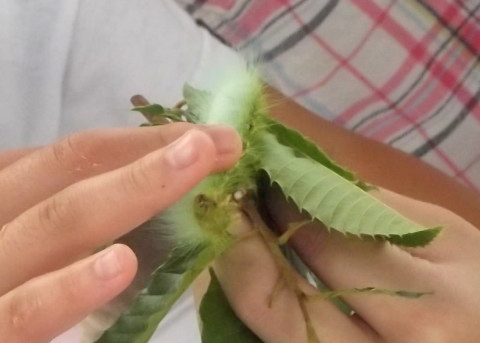 「移動昆虫館」で毛虫に触る息子