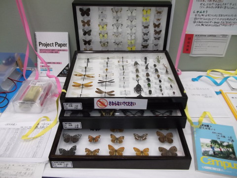仙台市生徒・児童 理科作品展2014（昆虫標本）