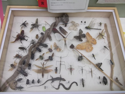 昆虫標本