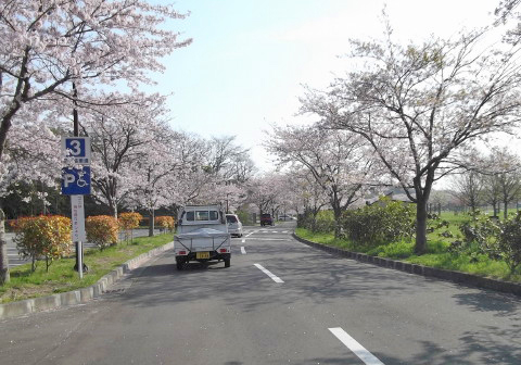 加瀬沼公園の駐車場へ続く道路は桜の花道