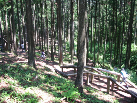 アスレチックが設置されている場所は森林の中