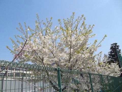 榴ヶ岡小学校（仙台市）の桜