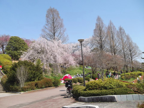 榴ヶ岡公園（仙台市）の桜がきれい