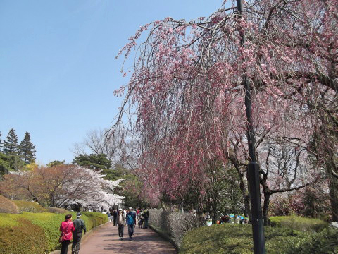 榴ヶ岡公園（仙台市）の桜（シダレザクラ）