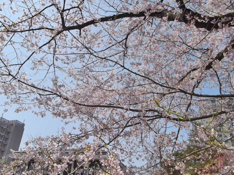 榴ヶ岡公園（仙台市）の桜は満開